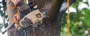 Best Arborist Consultation Services  in Baldwin Park, CA