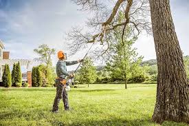 Best Stump Grinding and Removal  in Baldwin Park, CA