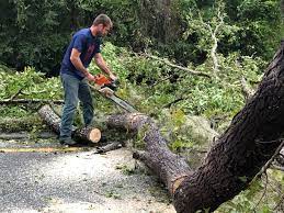 Best Commercial Tree Services  in Baldwin Park, CA