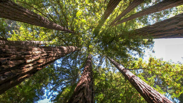 Best Tree Disease Treatment  in Baldwin Park, CA