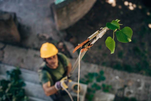 Baldwin Park, CA Tree Removal Pros