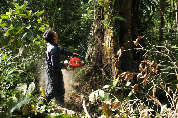 Professional Tree Removal in Baldwin Park, CA