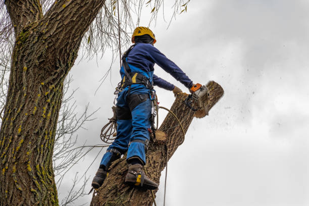 Best Tree Maintenance Programs  in Baldwin Park, CA