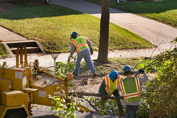 Best Tree Preservation Services  in Baldwin Park, CA