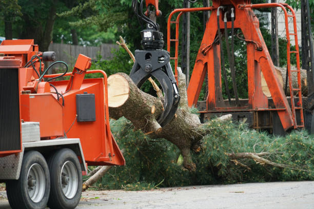 Best Tree Health Inspection  in Baldwin Park, CA