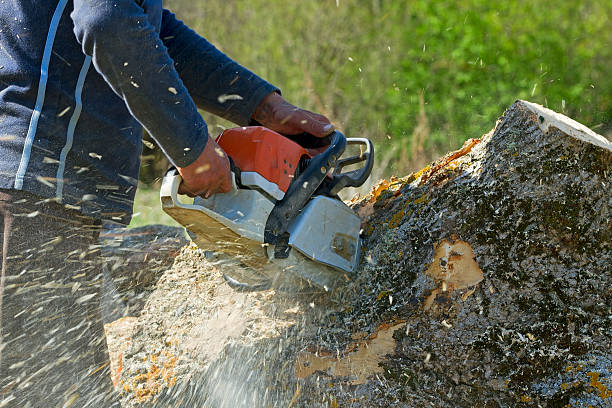 Best Grass Overseeding  in Baldwin Park, CA